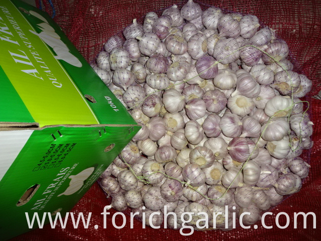 Size 5 0cm New Garlic